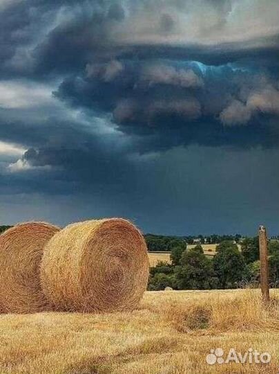 Продам сено в рулонах ржанец, разнотравье