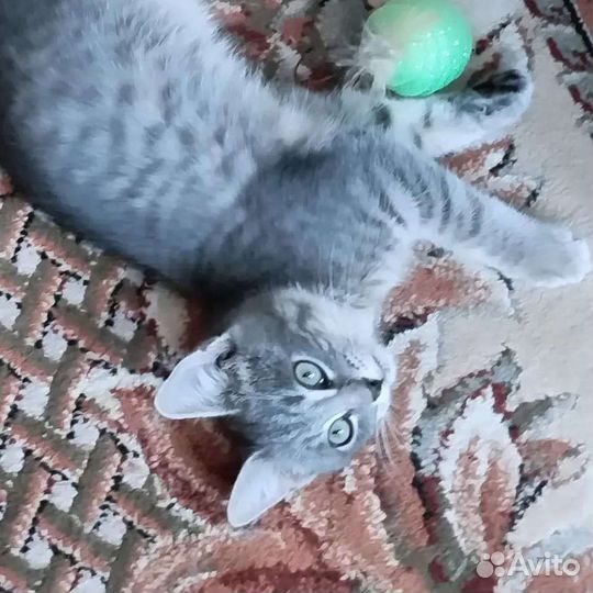 Котенок в добрые руки