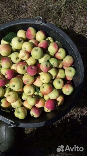 Яблоки