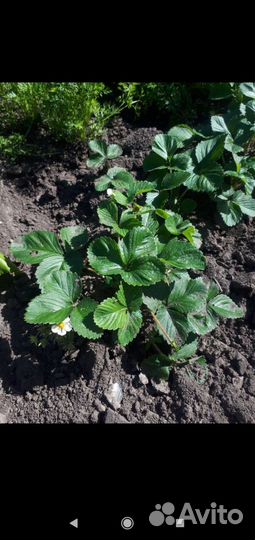 Рассада ремонтантная клубники и малины