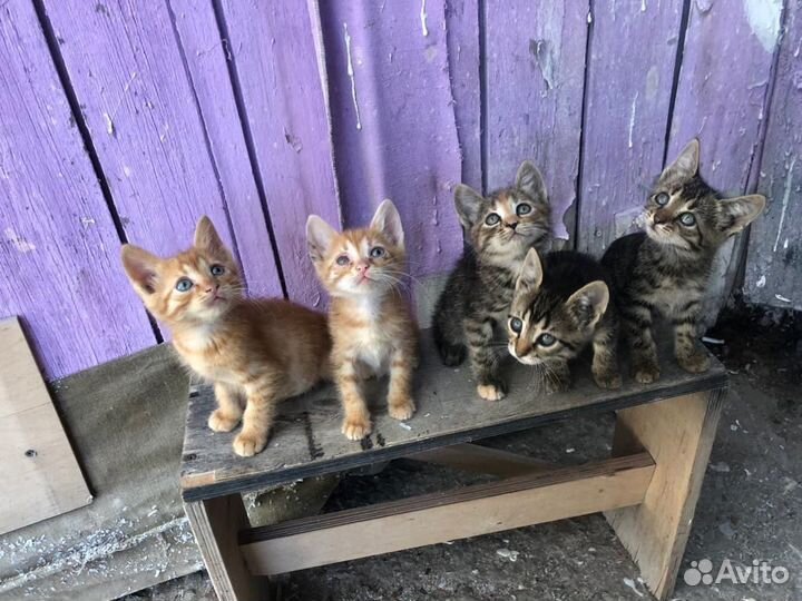 Котята в добрые руки