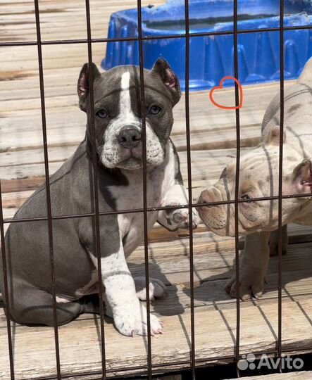 Американский булли - кобель покет