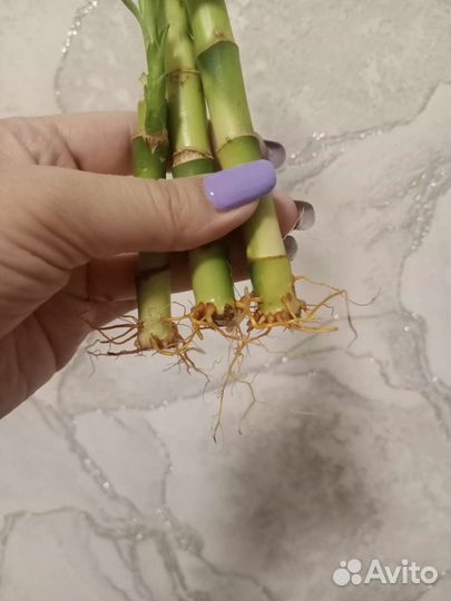 Бамбук лаки