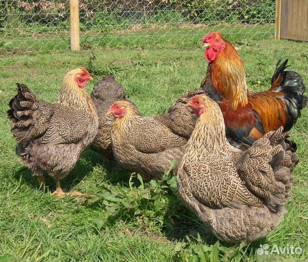Куры молодки несушки