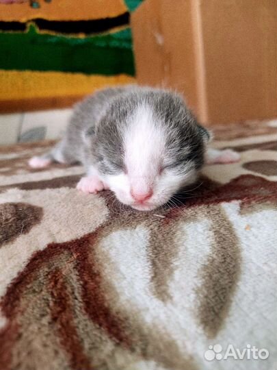 Котята в добрые руки бесплатно