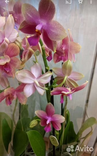 Орхидея Лиодоро ароматная