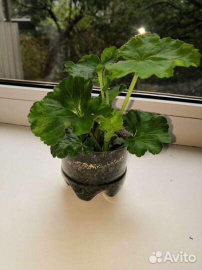 Пеларгония герань