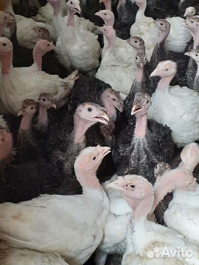 Индюки индюшата