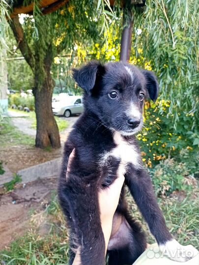 Щенок в добрые руки бесплатно