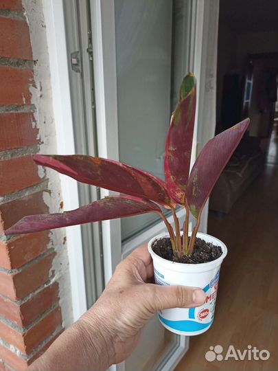 Строманта Орхидеи Фаленпс Драцена Бегония Толстянк