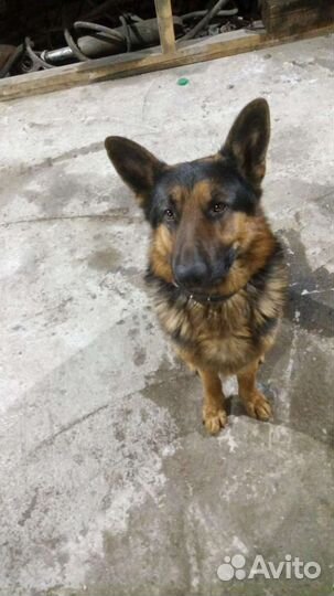 Немецкая овчарка