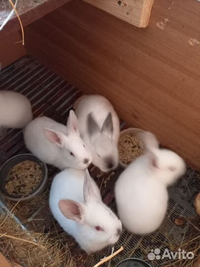 Калифорнийские кролики