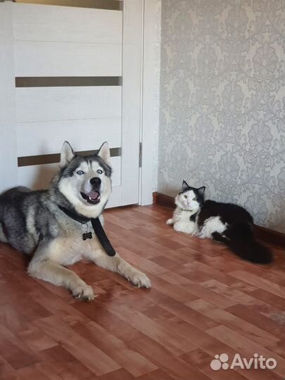 Сибирский хаски вязка