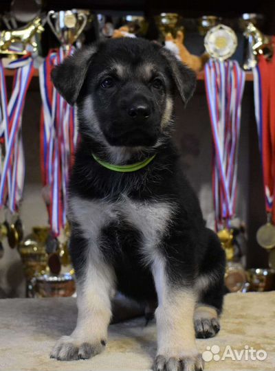 Шикарные щенки восточно-европейской овчарки