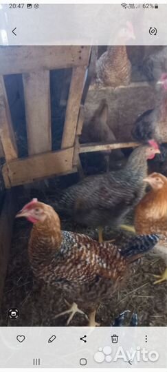 Молодые петушки