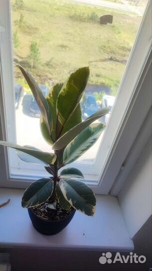 Фикус эластика Тинеке