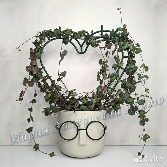 Церопегия Вуда, ампельное растение