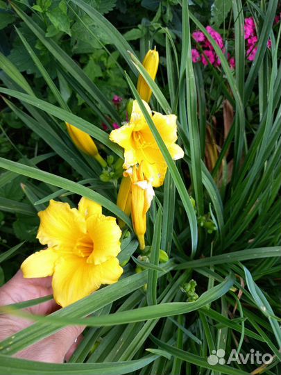 Лилейники и ирисы