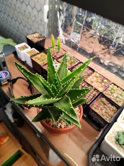 Алоэ митриформис (детки)