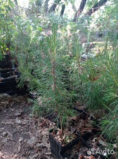 Саженцы ель голубая