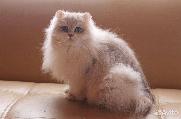 В добрые руки молодой кот