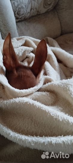 Мини той-терьер