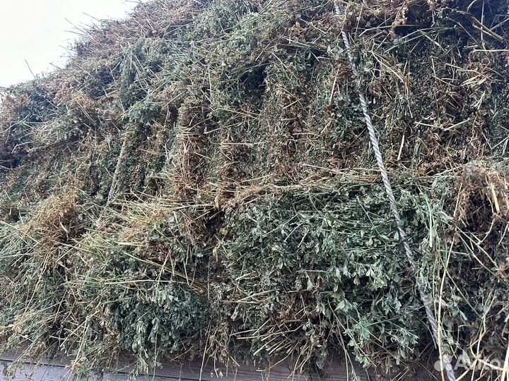 Люцерна с доставкой