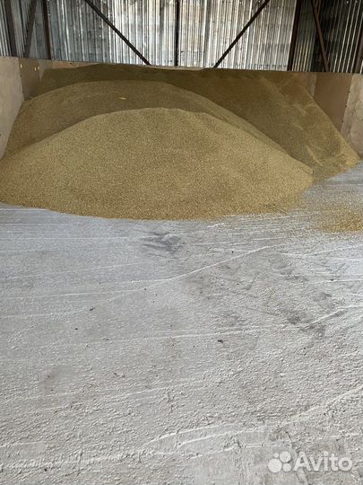 Зерно ячмень