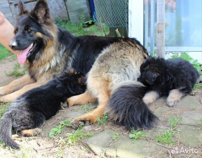 Красивейшие щенки дш овчарки