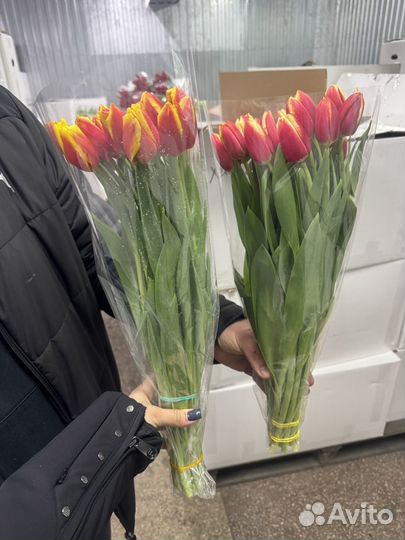 Тюльпаны Новокузнецк