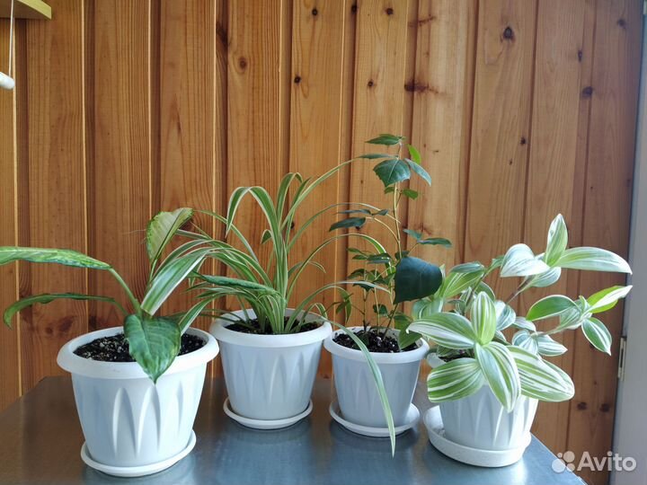 Комнатные цветы