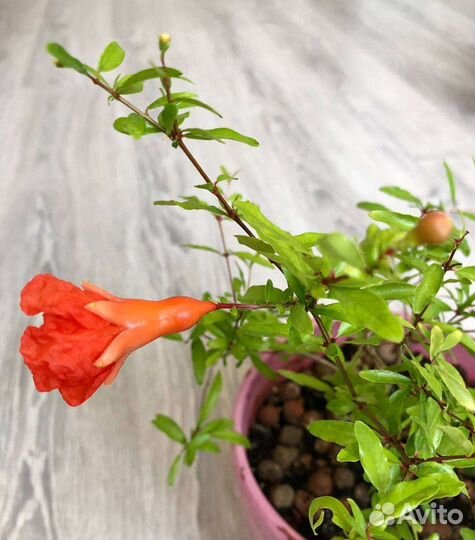 Гранат комнатный