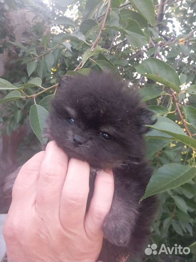 Микро померанец