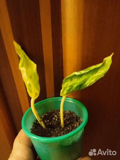 Эпипремнумы/ Сциндапсусы, рео сортовое