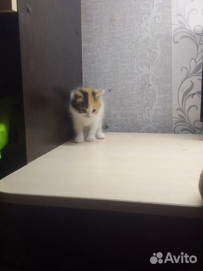 Домашние животные