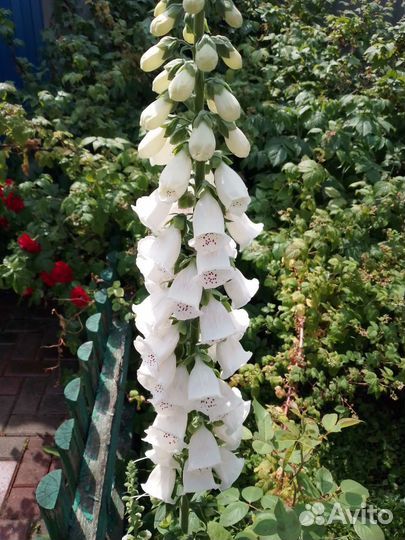 Наперстянка семена