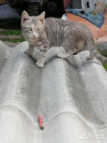 Котята отдам в добрые руки бесплатно