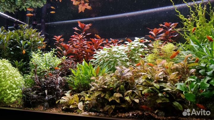 Аквариумные растения