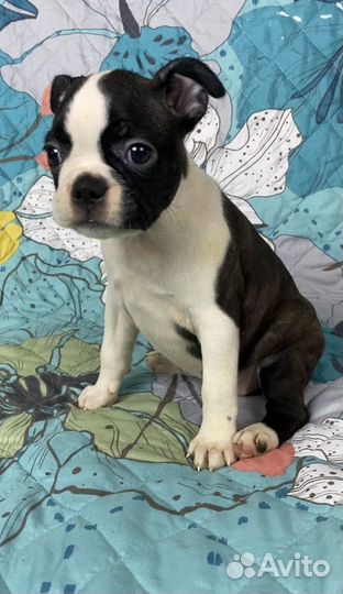 Бостон терьер - щенки