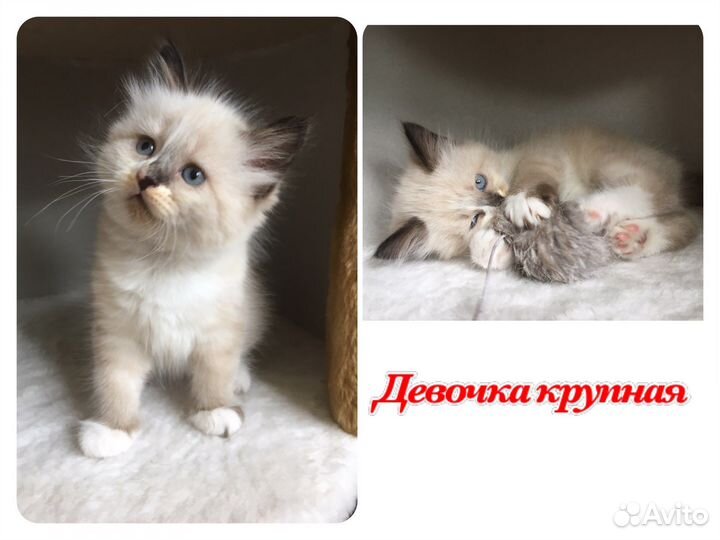 Невская маскарадная