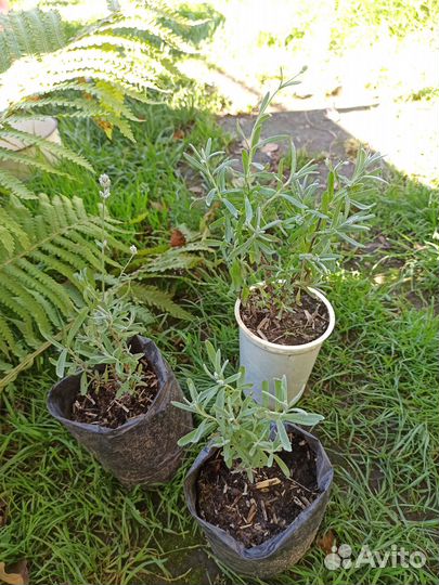 Астильба, лаванда, живучка, герань, арабис