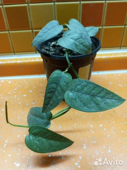 Комнатные растения 3