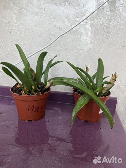 Орхидея катлея