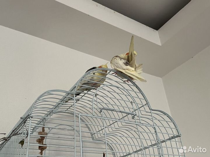 2 попугая Корелла