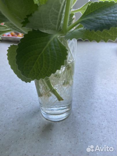 Комнатная мята. черенки с корнями