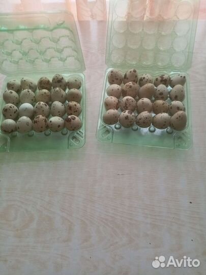 Яйца перепелиные домашние