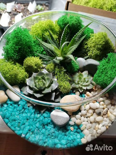 Флорариум суккуленты