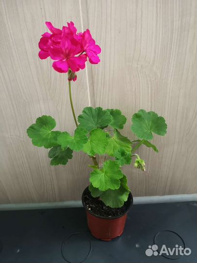 Пеларгония зональная