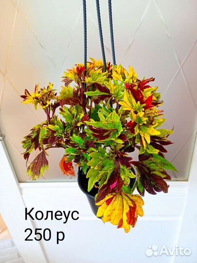 Красивые комнатные растения. Часть 2