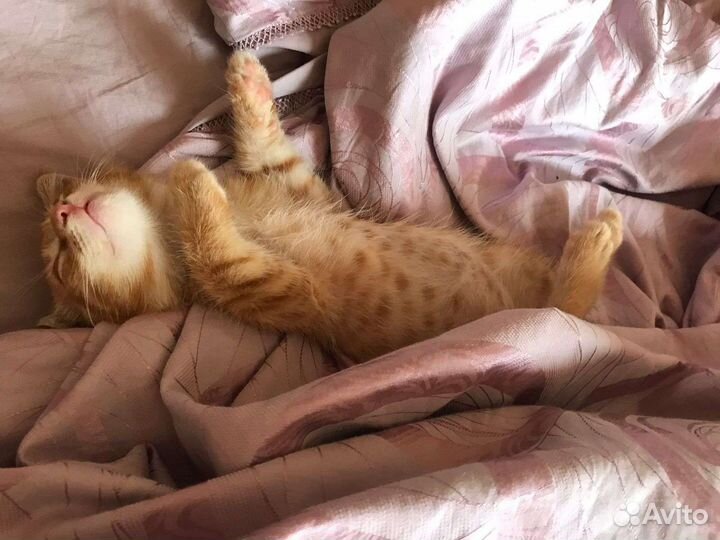 Кот в дар